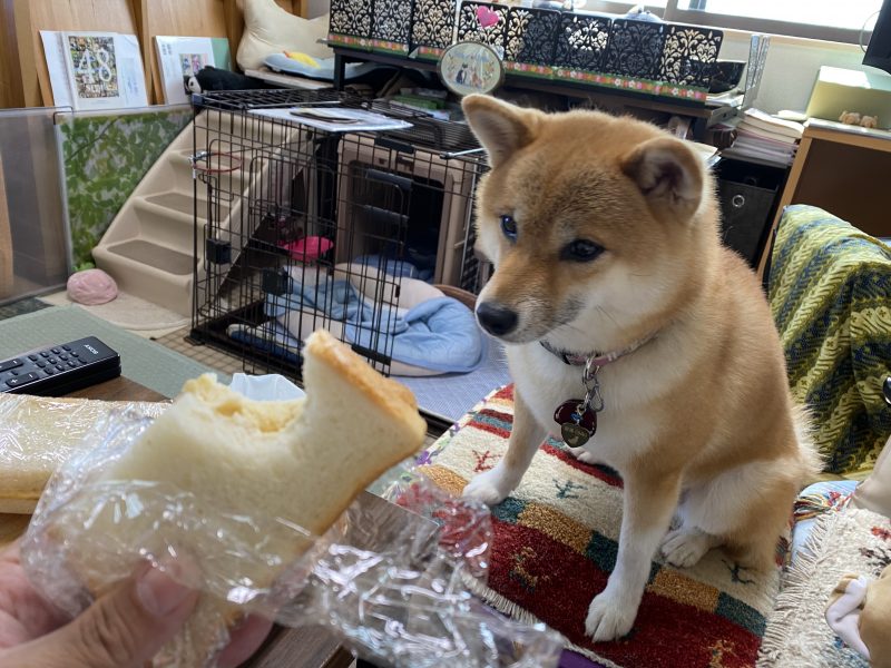 柴犬にパンをあげてもいいの？